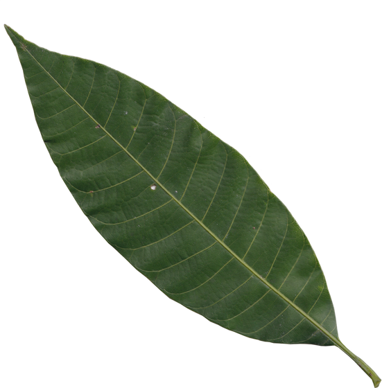 real mango leaf